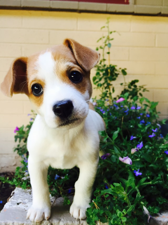 dog